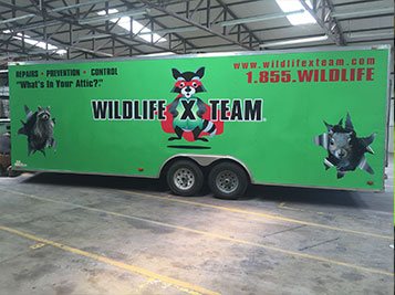 service-1 Wildlife X Team - Wildlife Removal